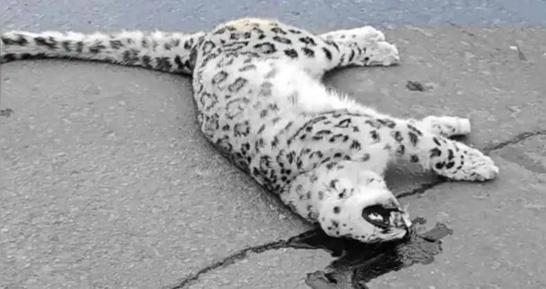 国道上发现雪豹尸体，疑似一级保护动物遭车辆撞击