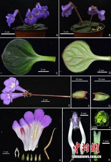 广西桂林发现极危新物种全州报春苣苔