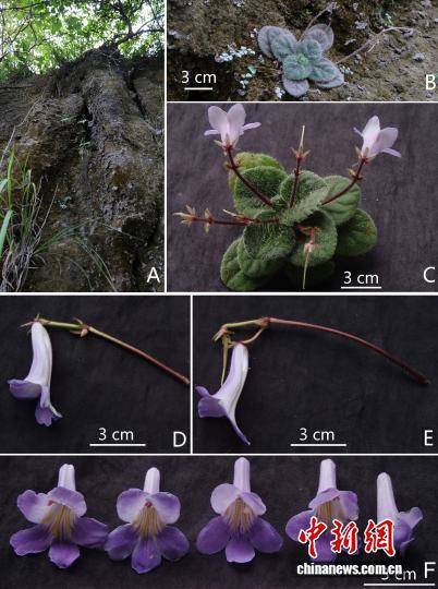 广西桂林发现极危新物种全州报春苣苔