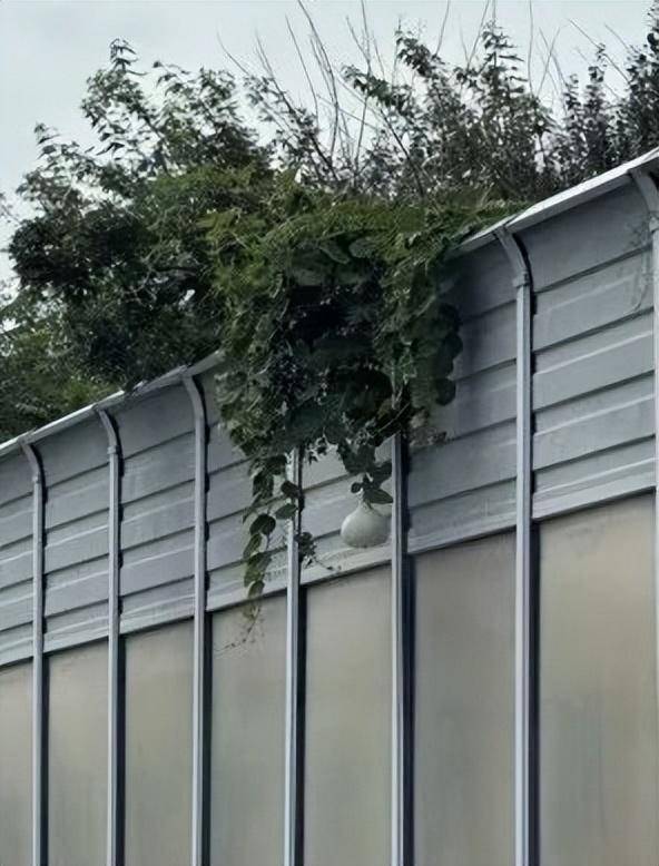 一个葫芦，怎么就惹了众怒？