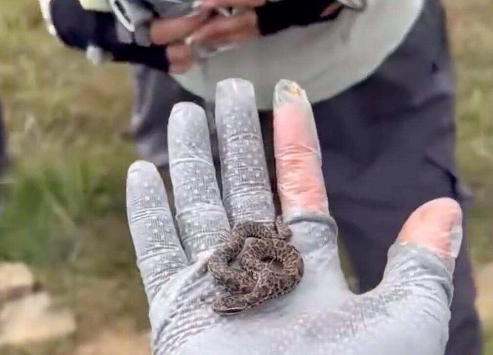 驴友爬山捡幼蛇轮流抚摸，专家：是短尾蝮蛇，毒性强，严重可导致死亡！