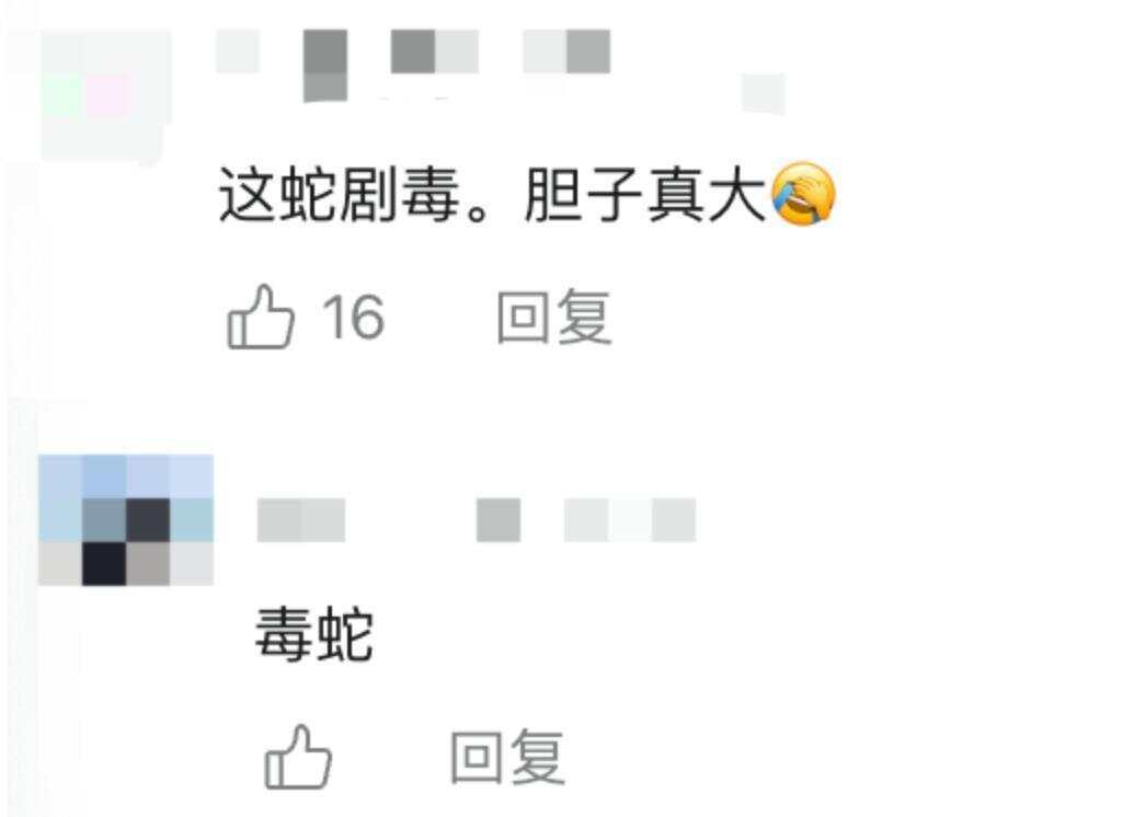 驴友爬山捡幼蛇轮流抚摸,专家:是短尾蝮蛇,毒性强,严重可导致死亡!