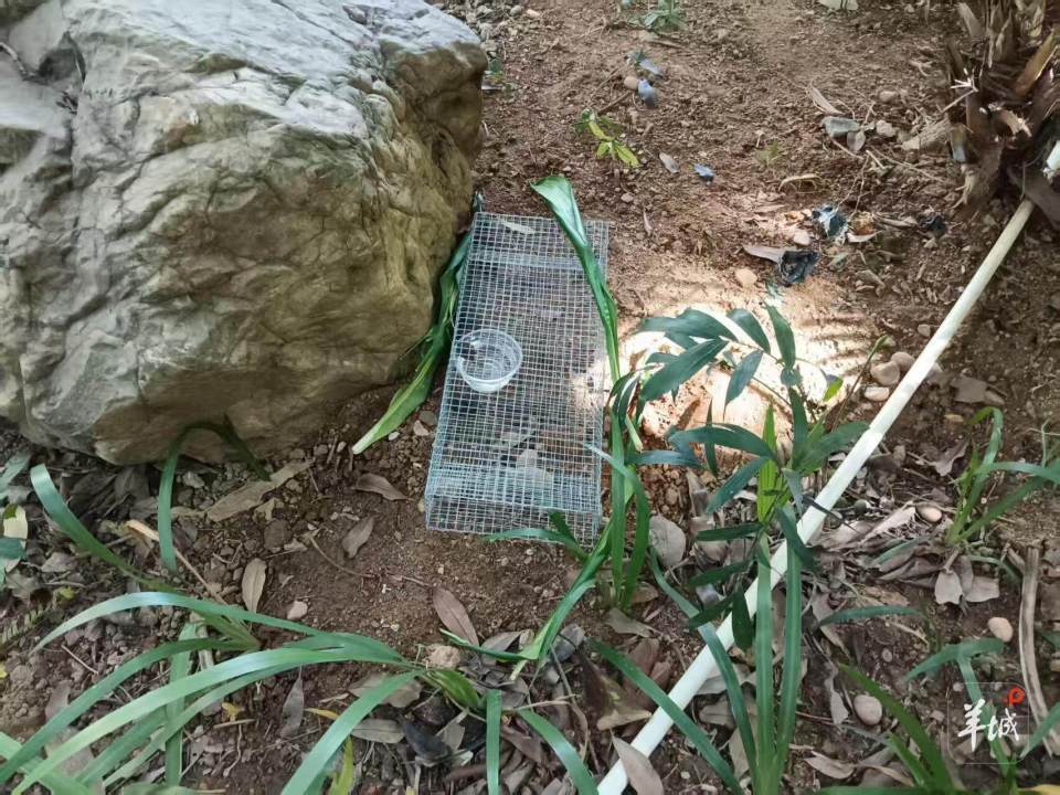 广州一小区蛇患频发:已抓超60条但未探测到蛇窝位置,多方介入