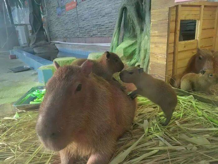 出生1小时就能独立行走,济南动物园“果果”和“豚豚”的4只新生幼崽,周末和市民见面