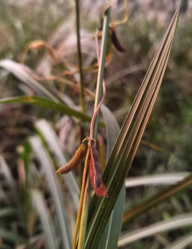 青岛再添野生大豆踪迹!南辛安河公园现群落生长,专家提醒“价值珍贵需保护”