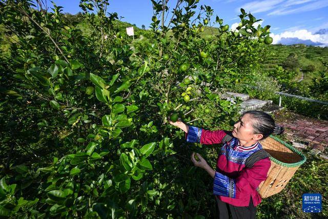 贵州望谟:小柠檬做成大产业