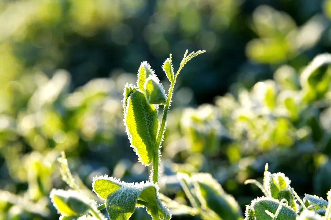 本周气温虽有起伏，但整体寒意持续加码