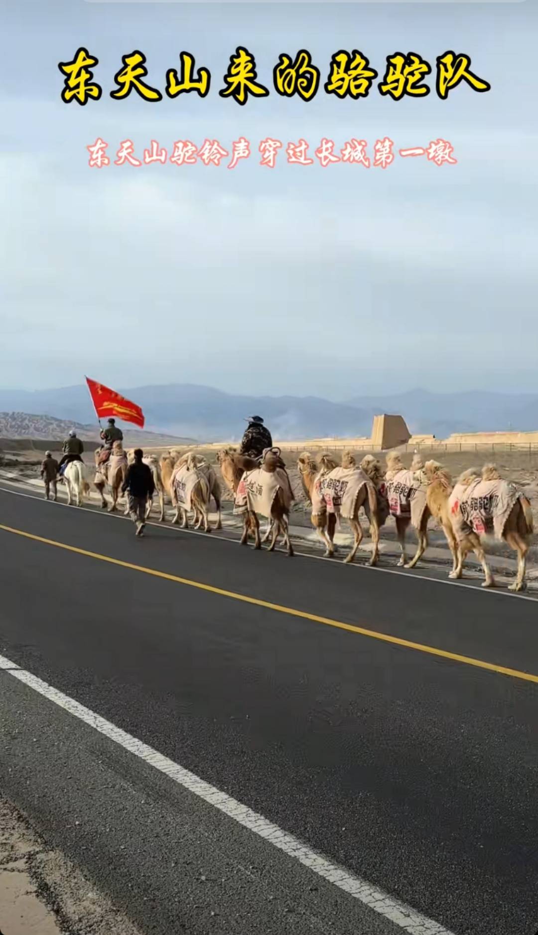 新疆20多人骑骆驼去洛阳,领队曾是当地网红文旅局长,已走60多天,曾遇12级大风