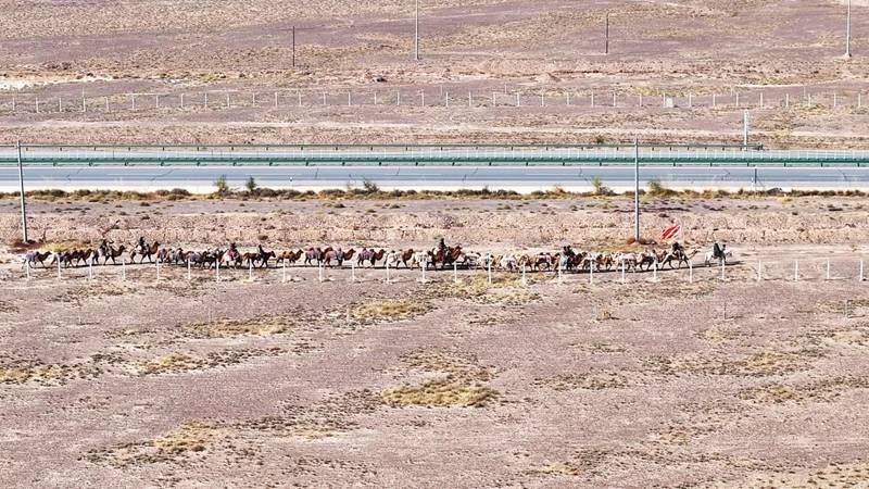 新疆20多人骑骆驼去洛阳,领队曾是当地网红文旅局长,已走60多天,曾遇12级大风