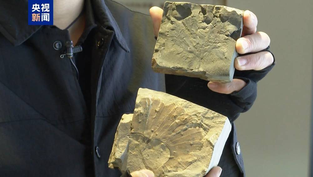 距今约2.8亿年！山西阳泉矿区发现远古银杏化石