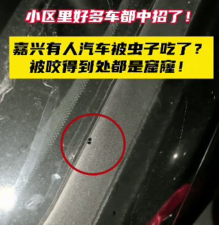 汽车被虫子啃得都是窟窿,“一边咬一边往里钻”!很多人中招